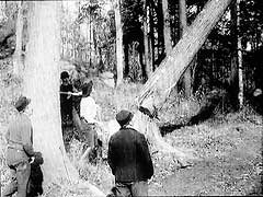 Scene 2 -- felling a tree